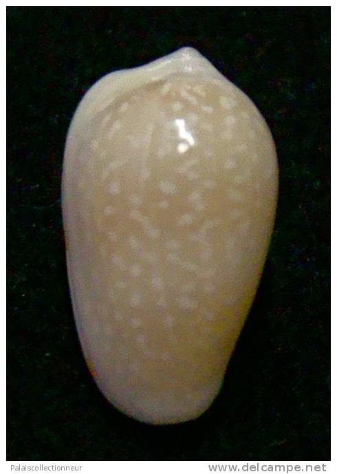 N°2775 //  MARGINELLA ( Prunum )  PRUINOSUM  " PANAMA " //  GEM  : GROSSE : 15,2mm //   ASSEZ RARE . - Schelpen