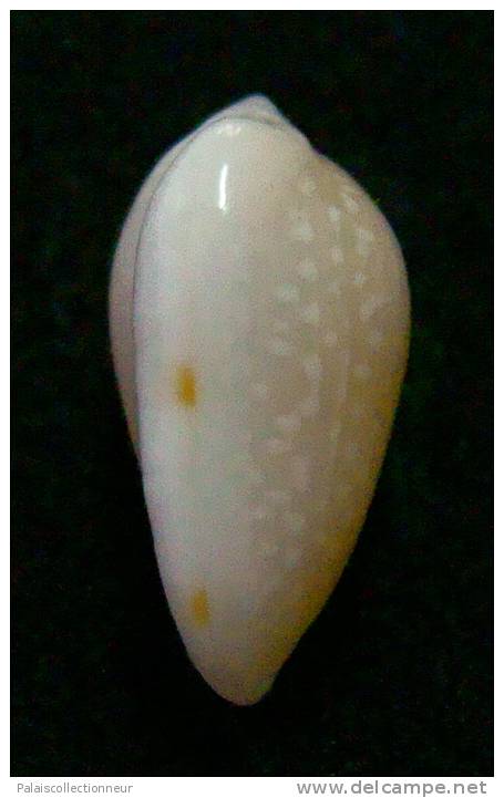 N°2775 //  MARGINELLA ( Prunum )  PRUINOSUM  " PANAMA " //  GEM  : GROSSE : 15,2mm //   ASSEZ RARE . - Schelpen