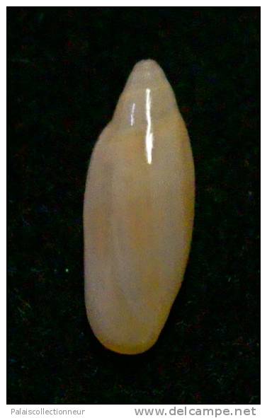 N°2779 //  MARGINELLA ( Volvarina ) AVENA   " PANAMA " //  GEM  : 13mm //   ASSEZ RARE . - Seashells & Snail-shells