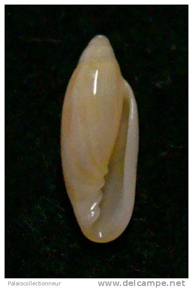 N°2779 //  MARGINELLA ( Volvarina ) AVENA   " PANAMA " //  GEM  : 13mm //   ASSEZ RARE . - Schelpen