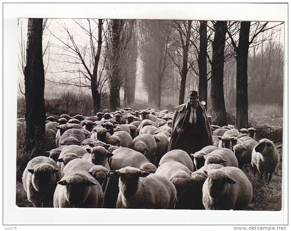 BERGER Et Son TROUPEAU  Sur Un Chemin  De Sous Bois -  N°  1904   - Foto : Oswald Kettenberger - - Allevamenti