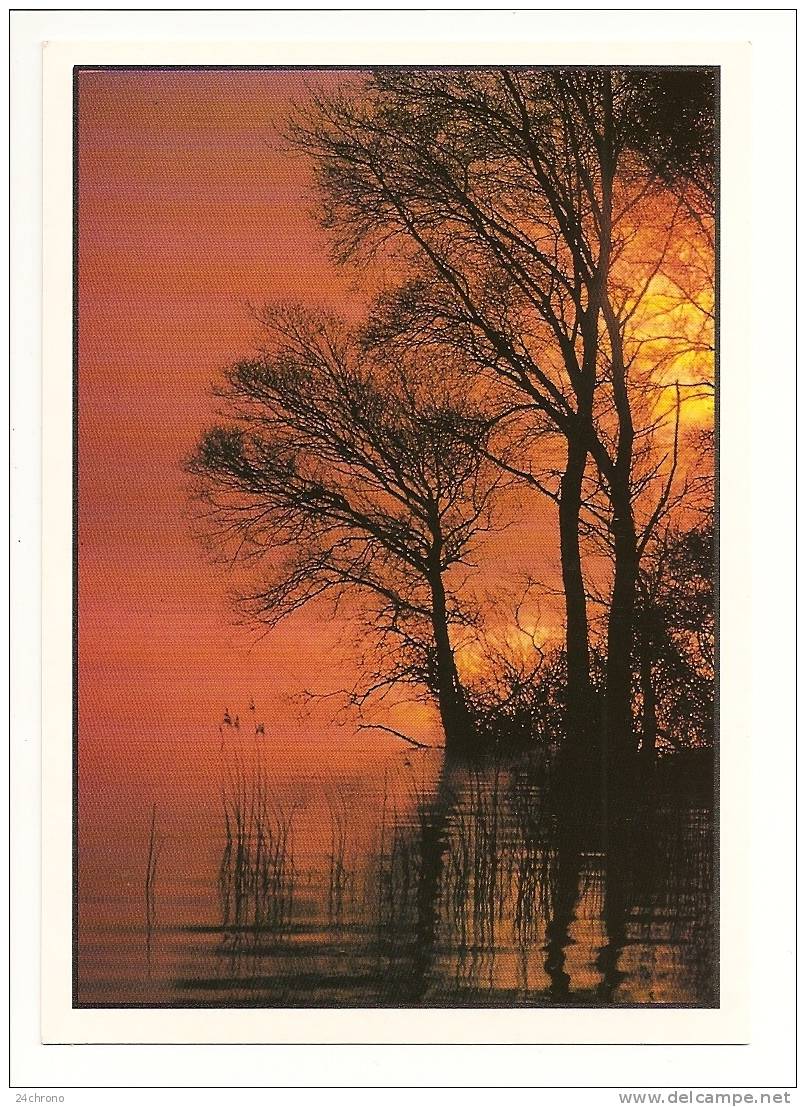 Coucher De Soleil: Chantefleurs, Photo Bammer - Zefa, Arbres Au Bord D'un Lac (10-1265) - Tegenlichtkaarten, Hold To Light