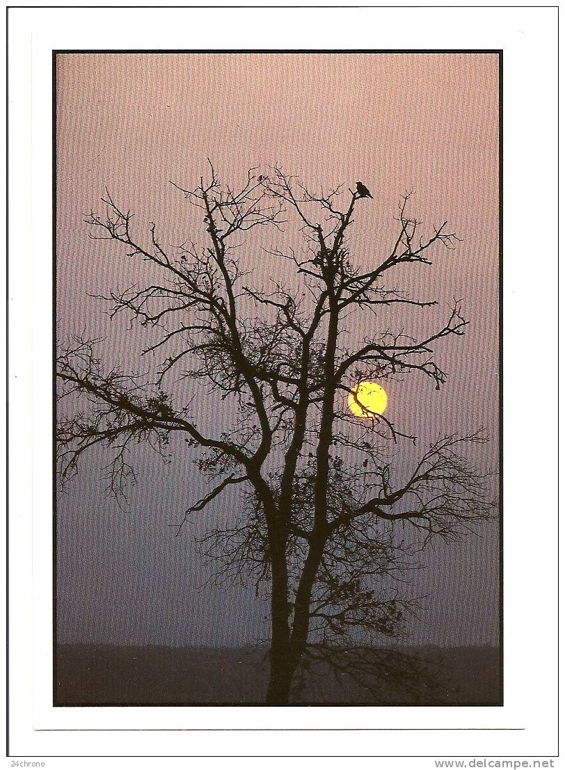 Coucher De Soleil: Soleil De Minuit, Photo J.M. Romain - S.D.P., Arbre (10-1294) - Tegenlichtkaarten, Hold To Light