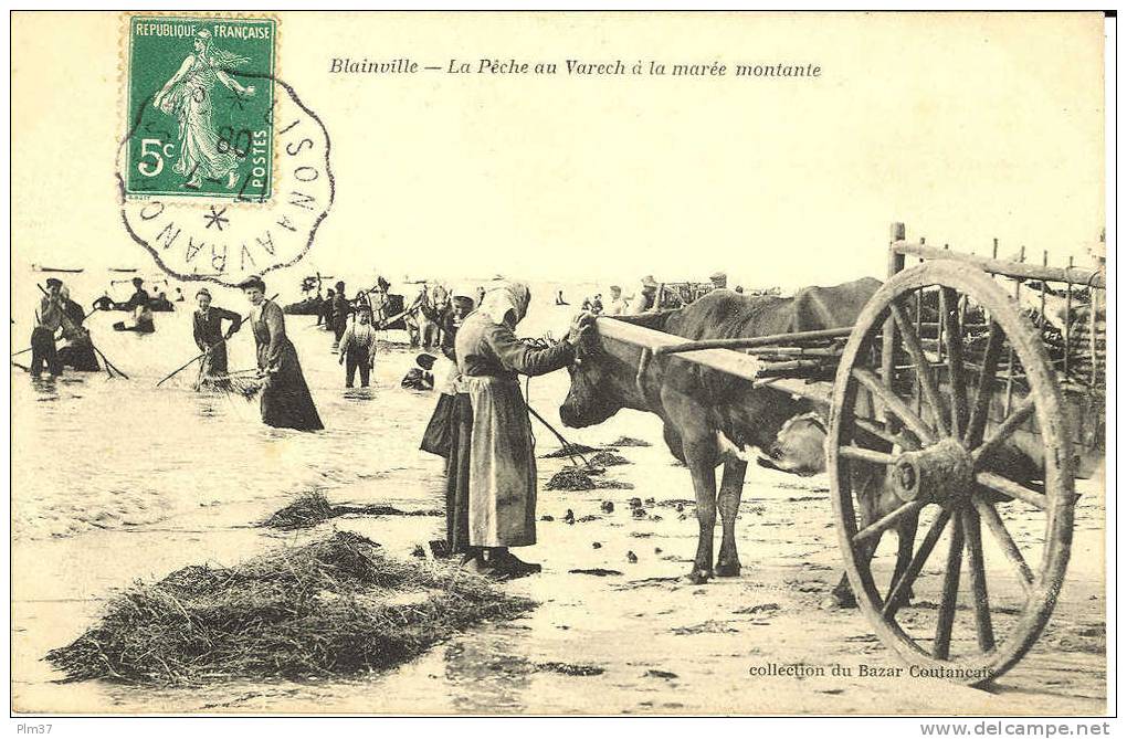 BLAINVILLE - La Pèche Au Varech - Attelage De Vache - Blainville Sur Mer