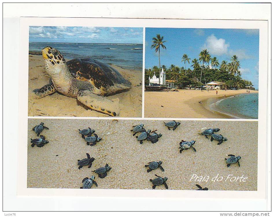 TORTUES De MER  -  Praia Do Forte -   BAHIA -  BRASIL - Turtles