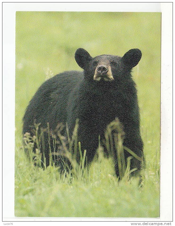 OURS NOIR -  BLANCK BEAR -  Animaux D' Amérique Du Nord -  N° 690 - Bären