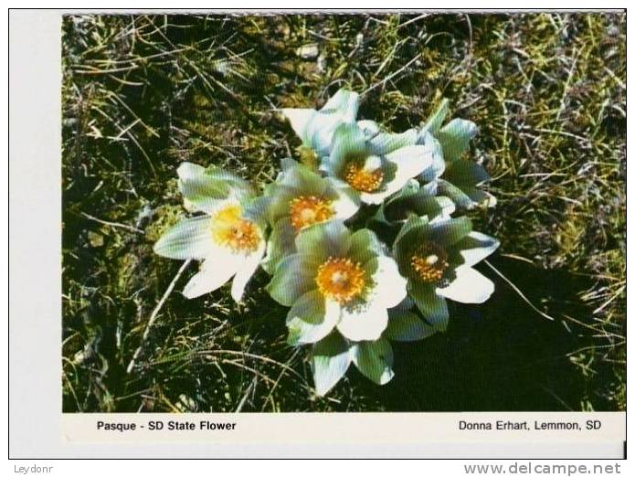 Pasque S.D. State Flower, South Dakota - Sonstige & Ohne Zuordnung