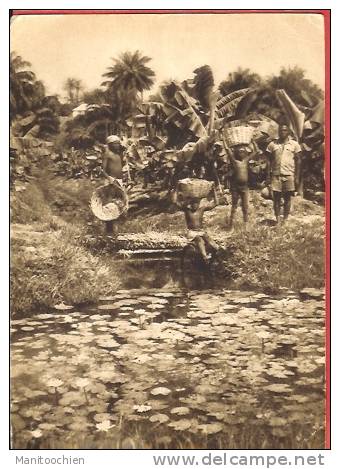 GUINEE FORECARIAH  DANS LES PLANTATIONS DE BANANES - Guinée