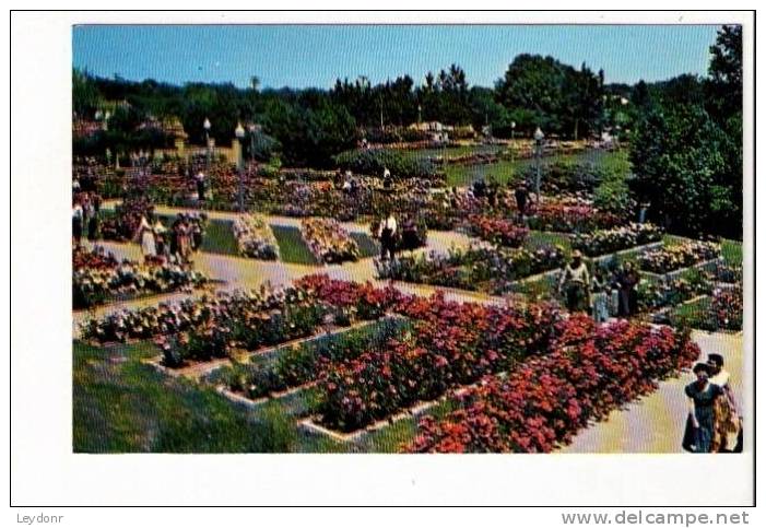 Rose Day In May - Municipal Rose Garden, Tyler, Texas - Other & Unclassified