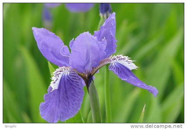 E-10zc/R2^^  Iris Flower  , ( Postal Stationery , Articles Postaux ) - Snakes