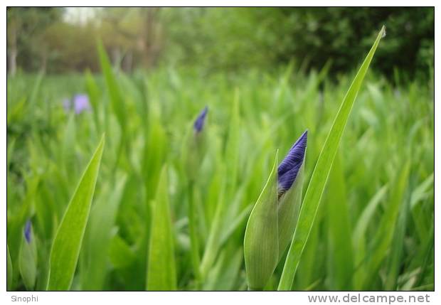 E-10zc/R7^^  Iris Flower  , ( Postal Stationery , Articles Postaux ) - Blankoblätter