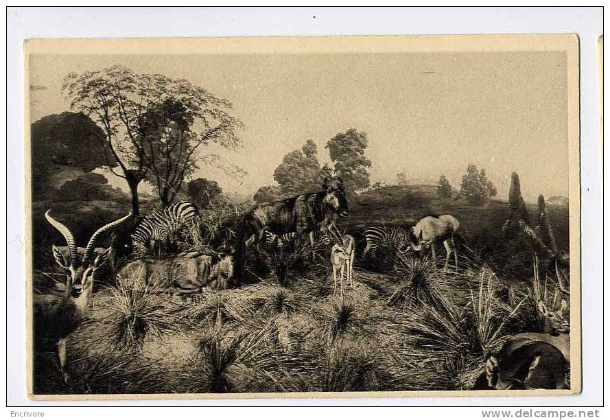 7 Cpa Troupeau D´animaux Sauvages GALERIE DUC D ORLEANS A1,7,8,9  B4,7,10 Cerf Gazelle Zèbre ... - Zebras