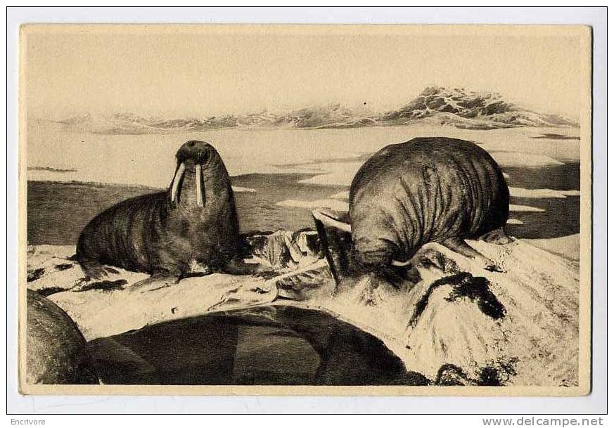 2 Cpa MORSE Elephant De Mer Troupeau D´animaux Sauvages GALERIE DUC D ORLEANS A4 B2 - Elefanten