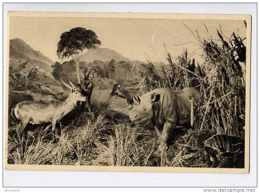 2 Cpa RHINOCEROS Et GAZELLE ANTILOPE Troupeau D´animaux Sauvages GALERIE DUC D ORLEANS A2 A3 - Rinoceronte