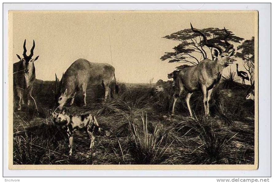 2 Cpa RHINOCEROS Et GAZELLE ANTILOPE Troupeau D´animaux Sauvages GALERIE DUC D ORLEANS A2 A3 - Rinoceronte