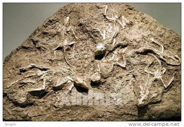 E-10zc/Fo9^^   Fossil   , ( Postal Stationery , Articles Postaux ) - Fossili