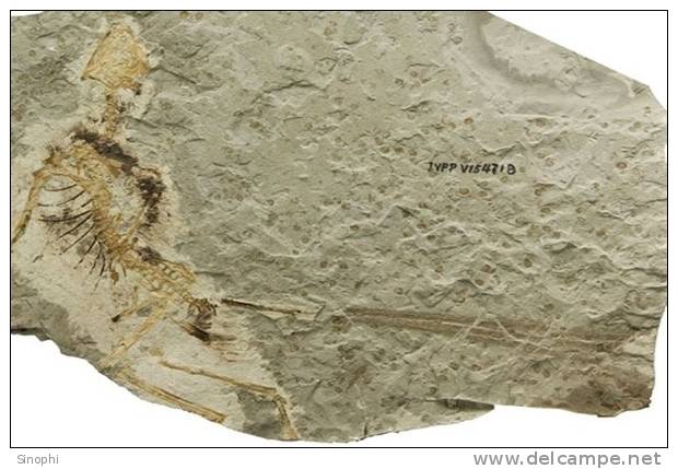 E-10zc/Fo11^^    Fossil   , ( Postal Stationery , Articles Postaux ) - Fossielen