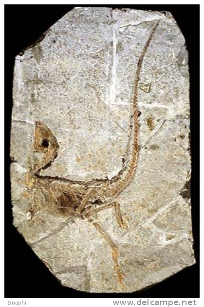 E-10zc/Fo12^^  Dinosaur  Fossil   , ( Postal Stationery , Articles Postaux ) - Fossili