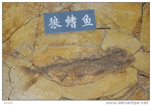 E-10zc/Fo14^^   Fish  Fossil   , ( Postal Stationery , Articles Postaux ) - Fossilien