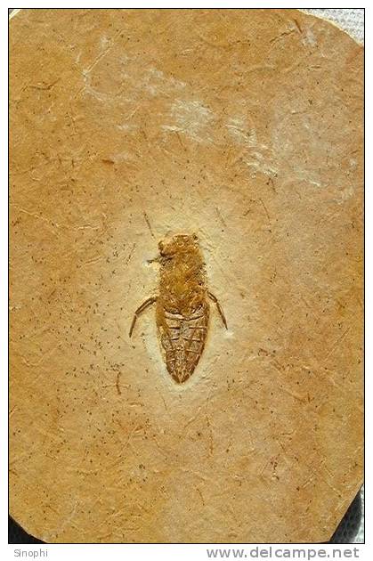 E-10zc/Fo26^^   Insect    Fossil   , ( Postal Stationery , Articles Postaux ) - Fossiles