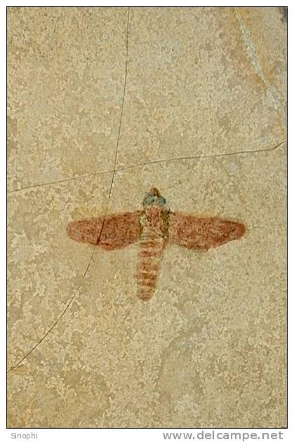 E-10zc/Fo27^^   Insect    Fossil   , ( Postal Stationery , Articles Postaux ) - Fossili