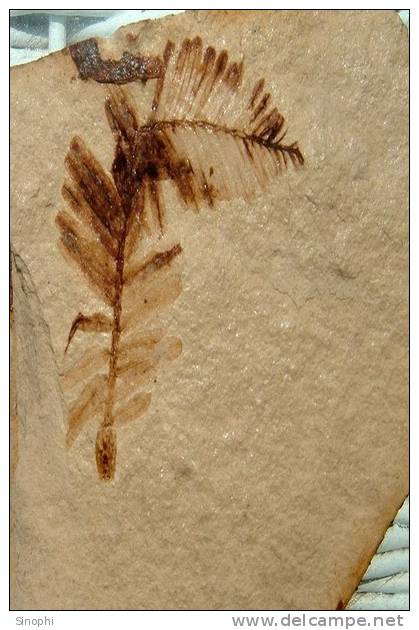 E-10zc/Fo28^^       Fossil   , ( Postal Stationery , Articles Postaux ) - Fossili
