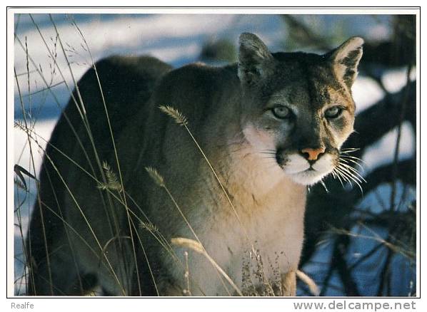 Lion De Montagne Mountain Lion  Cougar Pumas, - Lions