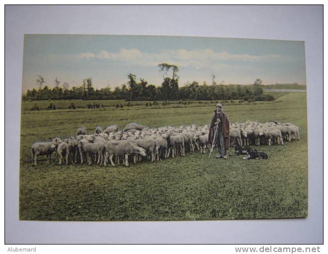 Rassemblement De Moutons - Altri & Non Classificati