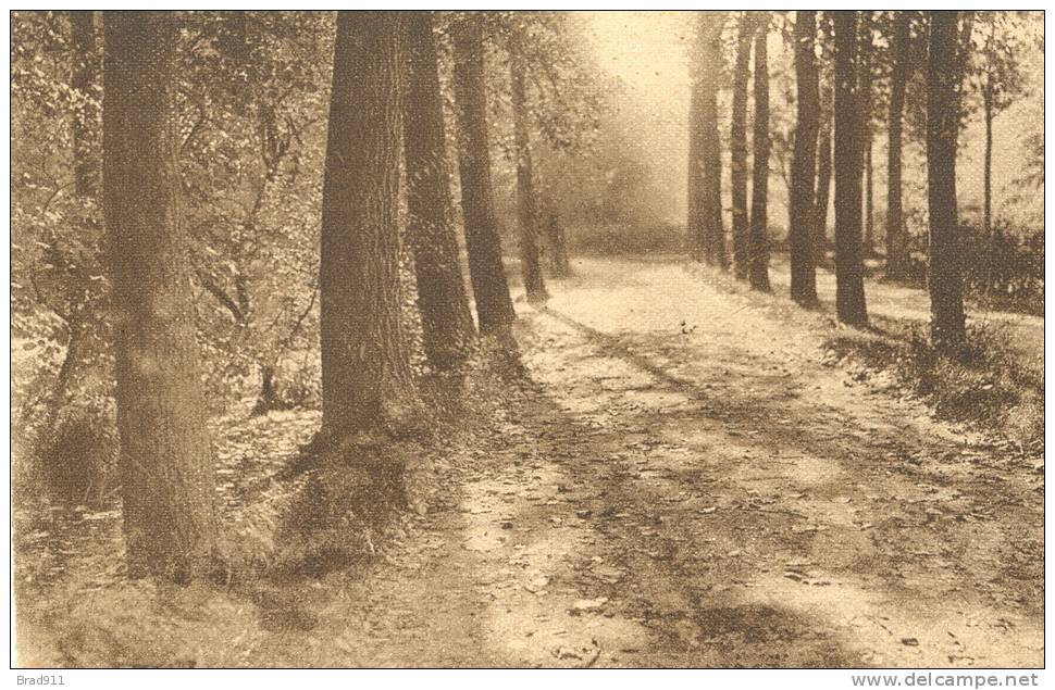 Forêt De Soignes - Chemin Des Etangs (Rouge Cloitre) - Auderghem - Oudergem  (1913), éd Schnoek - Parks, Gärten