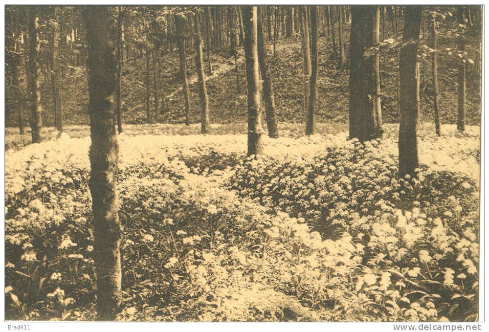 Forêt De Soignes - Zoniënwoud : Floraison De L´Ail Des Ours (vallon Des Ails) - Watermaal Bosvoorde / Boitsfort (1913) - Forêts, Parcs, Jardins