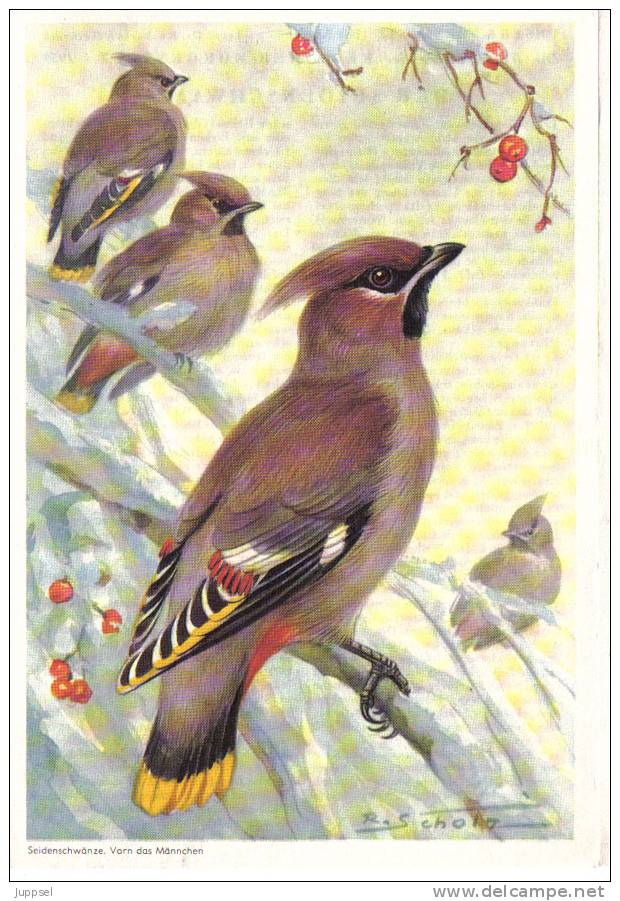 Picture Bird  Waxwing, Oiseau Bombycilla Garrulus  From 1959 - Tiere