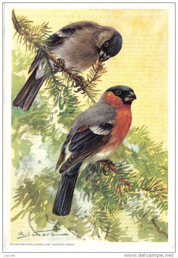 Picture Bird  Bullfinch, Oiseau Bouvreuil - Pyrrhula Pyrrhula From 1959 - Animals