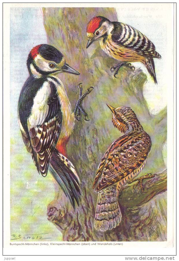 Picture Bird  Woodpeckers, Oiseau Pics From 1959 - Dieren