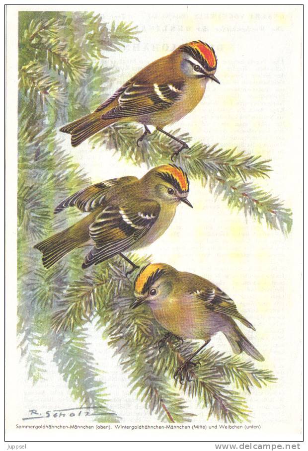 Picture Bird  Kinglet, Oiseau Roitelet  - Regulus Regulus, Regulus Ignicapillus   From 1959 - Tiere