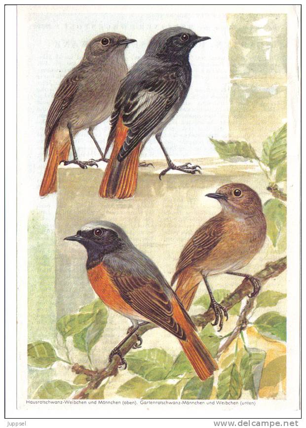 Picture Bird  Redstart, Oiseau - Phoenicurus Phoenicurus, Phoenicurus Ochruras    From 1959 - Tiere