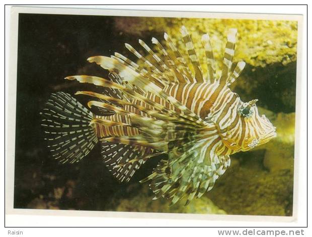 Poisson  Rascasse Volante Lion Fish  Aquarium La Rochelle  CPM Non Circulé BE - Poissons Et Crustacés