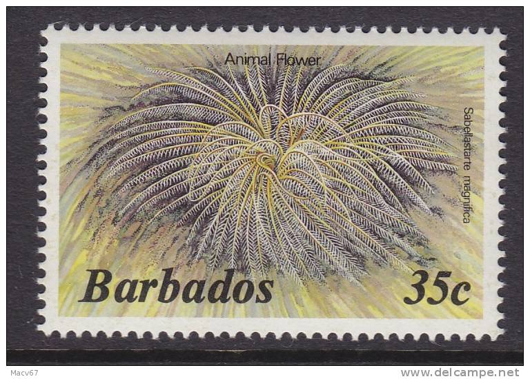 Barbados 648     **  MARINE LIFE  ANIMAL FLOWER - Barbados (1966-...)