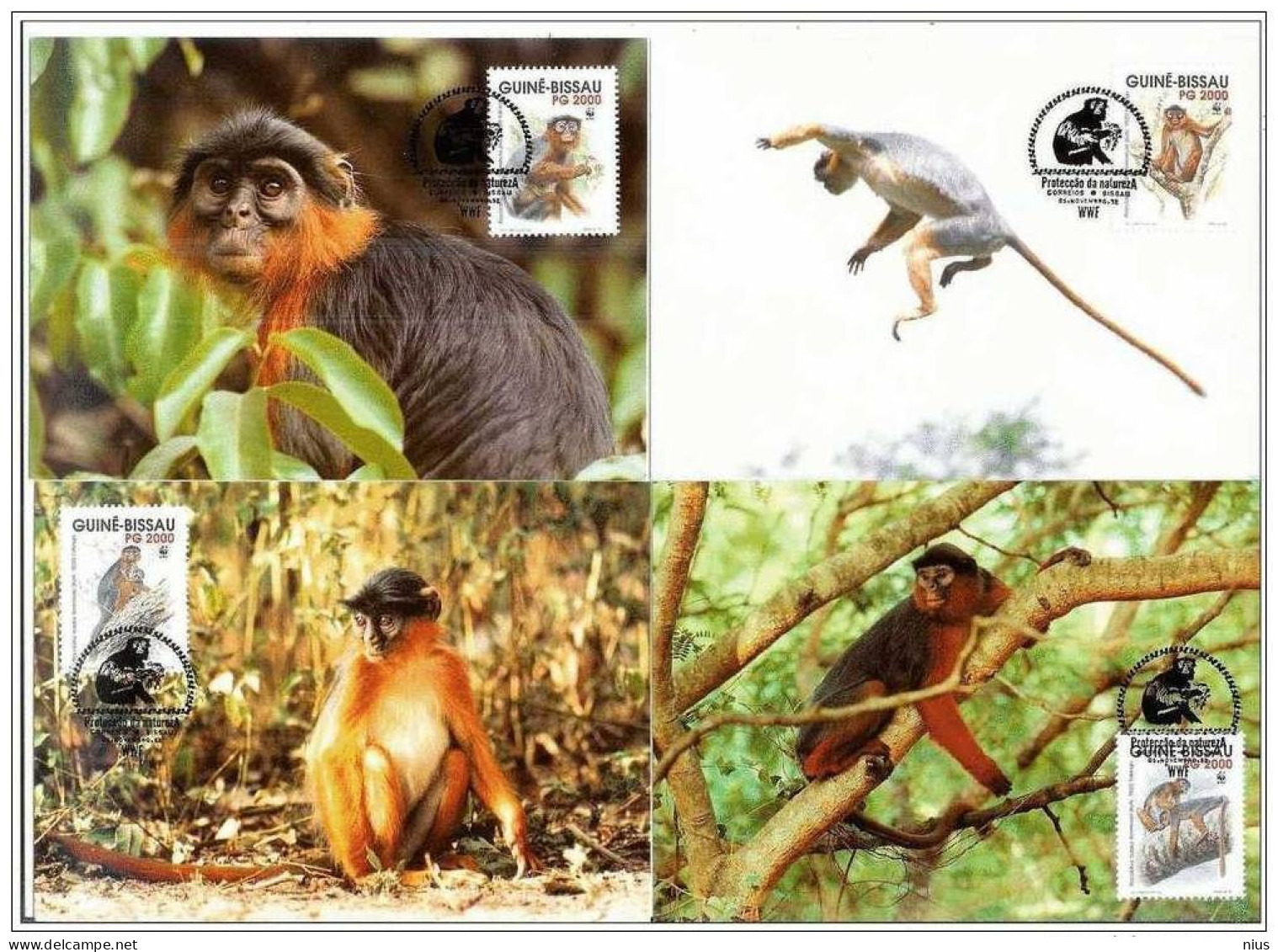 Guine Bissau 1992 WWF MC Set X4 Fauna Western Red Colobus Monkeys - Maximum Cards