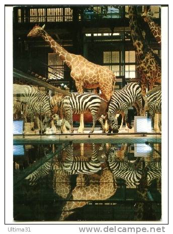 CPSM GIRAFE ZEBRE Caravane Musée D' Histoire Naturelle 1994 - Zebras