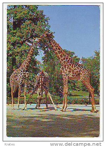 Postcard -  Giraffe - Giraffes