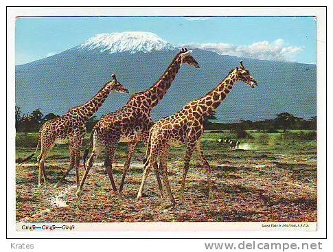 Postcard -  Giraffe - Giraffes