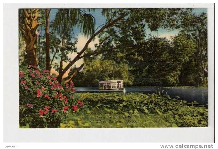 Looking Over Water Hyacinths Down The Spring Run At Silver Springs, Florida - Silver Springs