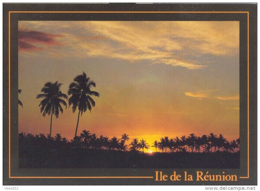 Ile De La Réunion - Cocotiers à L´étang Saint Paul - Saint Paul