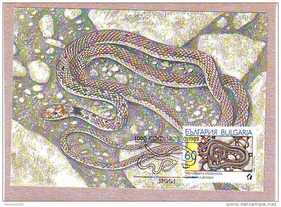 CARTE MAXIMUM, BULGARIA, COLUBER RUBRICEPS ** - Schlangen