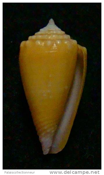 N°2792 //  CONUS  EXIGUUS  VAYSSETIANUS " VARIETE "  " Nelle-CALEDONIE "  //  GEM  :  16,5mm  //  RARE   . - Seashells & Snail-shells