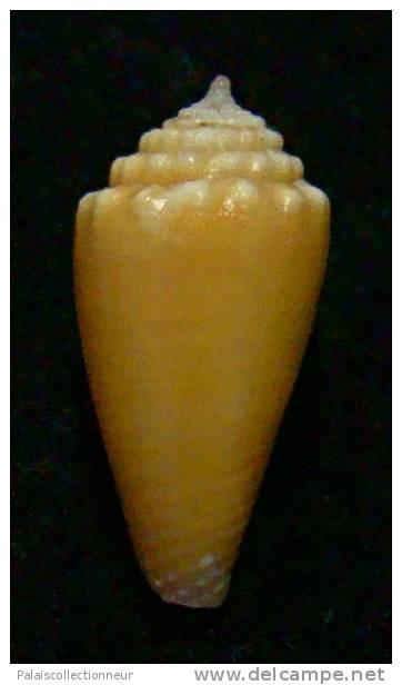 N°2793 //  CONUS  EXIGUUS  VAYSSETIANUS " VARIETE "  " Nelle-CALEDONIE "  //  GEM  :  16,9mm  //  RARE   . - Seashells & Snail-shells