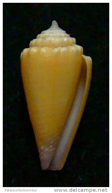 N°2793 //  CONUS  EXIGUUS  VAYSSETIANUS " VARIETE "  " Nelle-CALEDONIE "  //  GEM  :  16,9mm  //  RARE   . - Seashells & Snail-shells