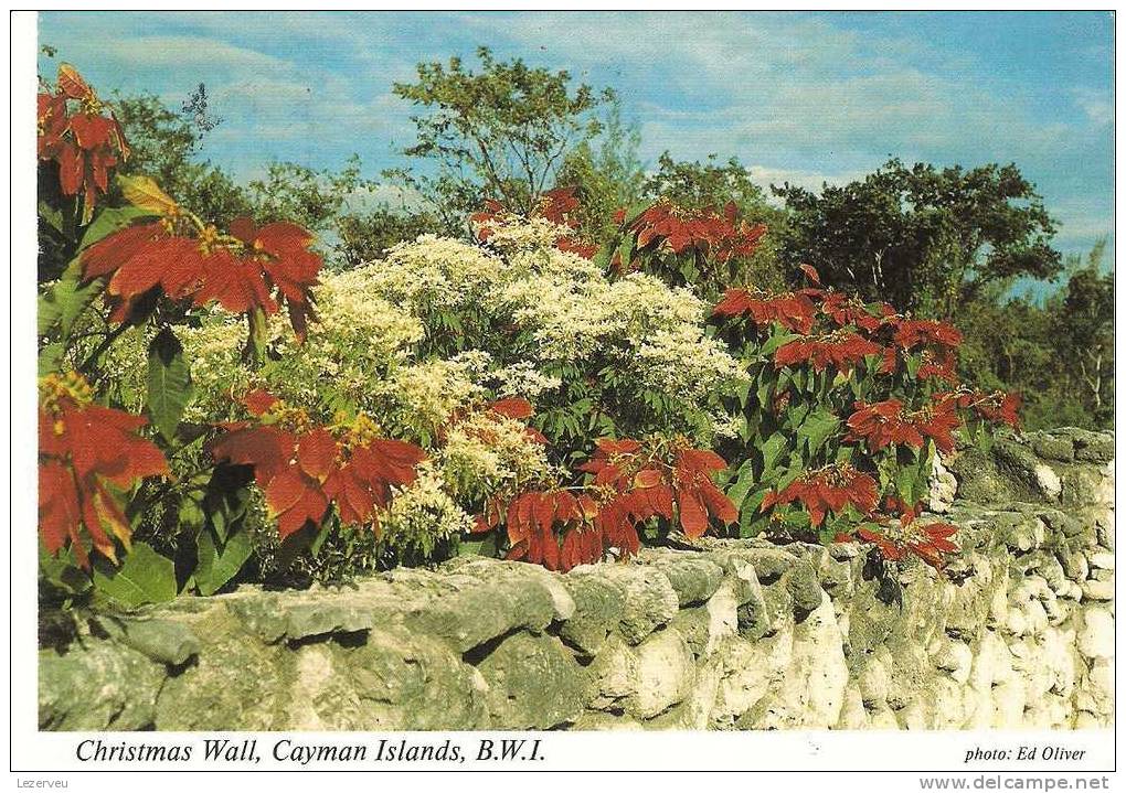 CP ILES CAIMAN CAYMANISLANDS CHRISMAS WALL EUPHORBIA POINSETTIA FLEURS - Kaimaninseln