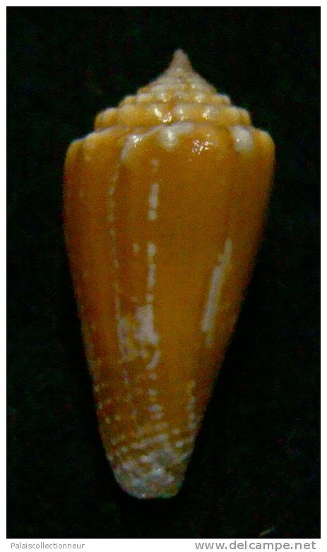 N°2816 //  CONUS  EXIGUUS  V. BOUGEI  " Nelle-CALEDONIE "  //  GEM  :  20,6mm  //  TRES RARE   . - Seashells & Snail-shells
