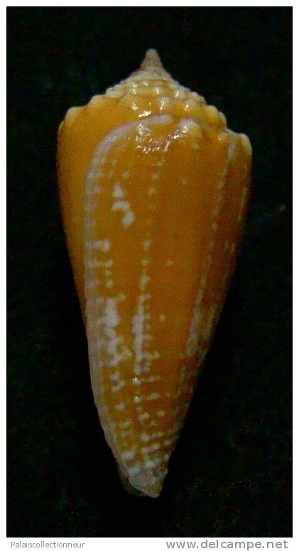 N°2816 //  CONUS  EXIGUUS  V. BOUGEI  " Nelle-CALEDONIE "  //  GEM  :  20,6mm  //  TRES RARE   . - Seashells & Snail-shells